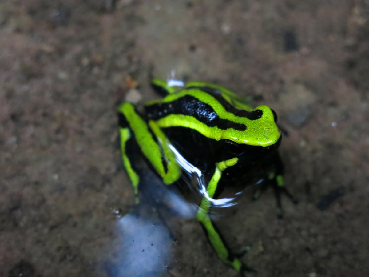 Yacumaman Sanctuary Villa Tarapoto Bagian luar foto