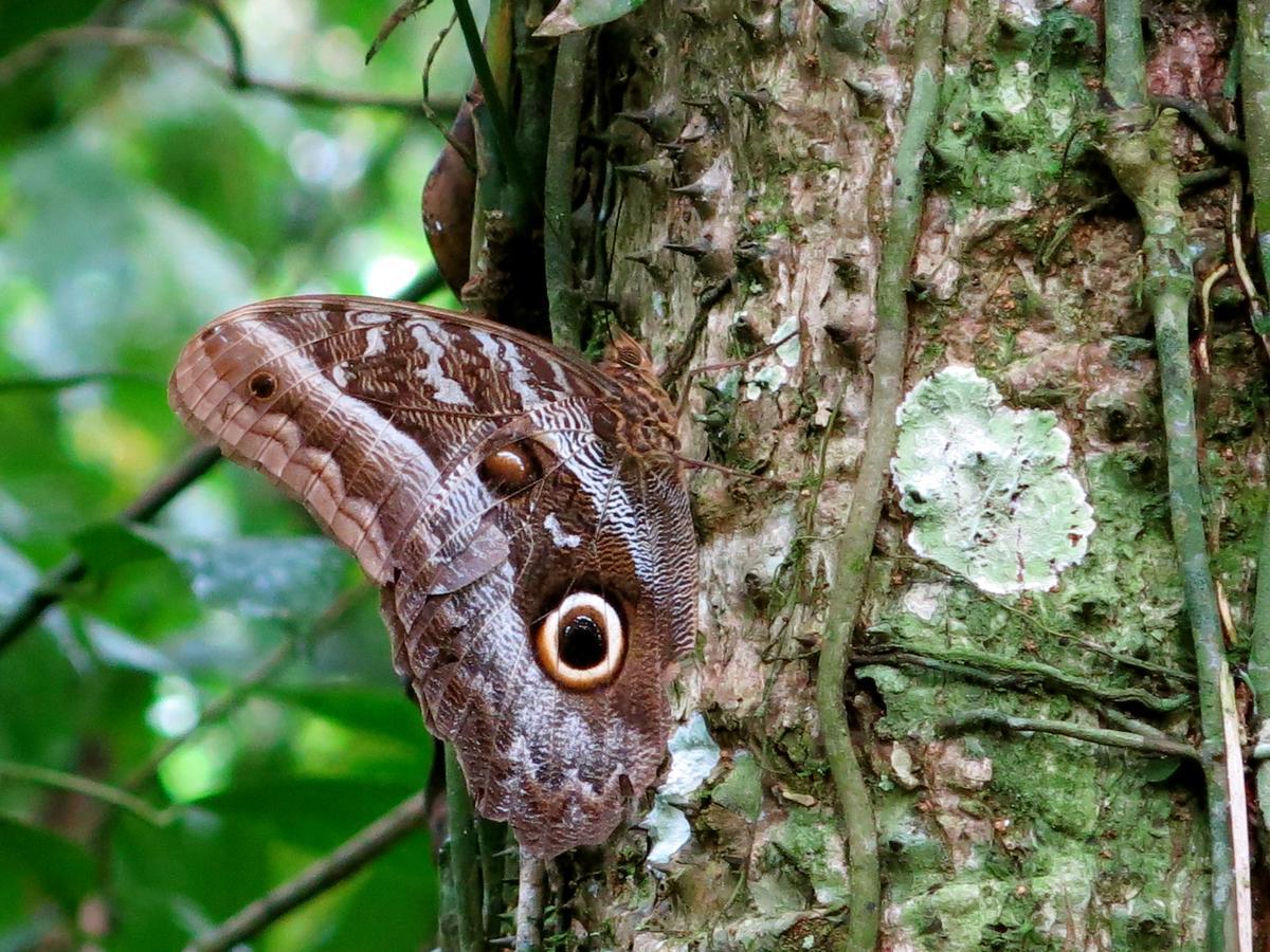 Yacumaman Sanctuary Villa Tarapoto Bagian luar foto